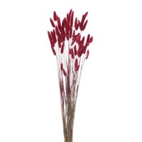 (image for) Red Lagurus (Bunny Tails) Dried Flowers