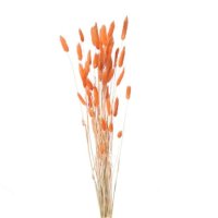 (image for) Orange Lagurus (Bunny Tails) Dried Flowers