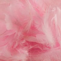 Baby Pink Feathers
