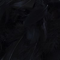 (image for) Black Feathers