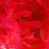 (image for) Red Feathers