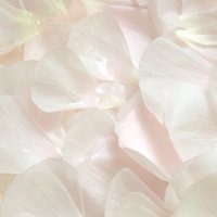 Ivory Rose Petals 1000pc