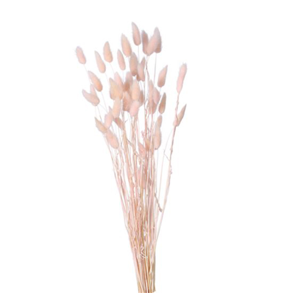 (image for) Light Pink Lagurus (Bunny Tails) Dried Flowers