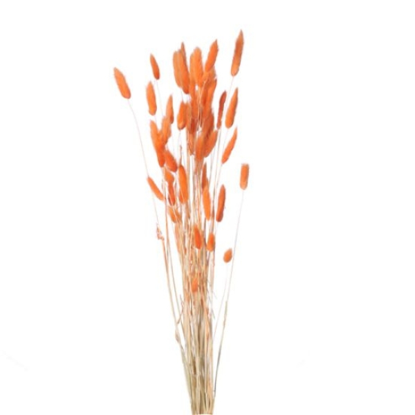 (image for) Orange Lagurus (Bunny Tails) Dried Flowers