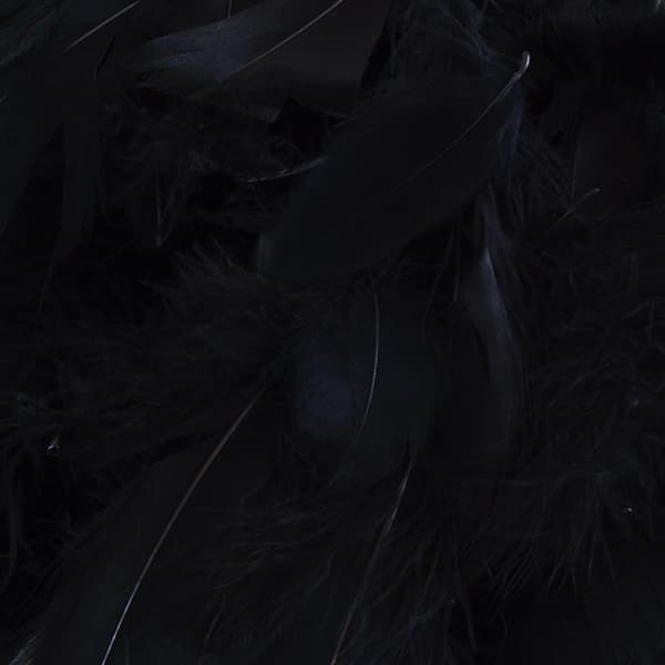 (image for) Black Feathers